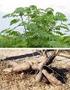 POTENTIAL ENERGY INTEGRAL CASSAVA PLANT IN DIFFERENT PLANT DENSITIES