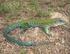 Primeiro registro de Mesoclemmys tuberculata (Reptilia, Testudines, Chelidae) em área de Cerrado no Estado de Minas Gerais, Sudeste do Brasil