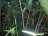 Fenologia de Rubiaceae do sub-bosque em floresta Atlântica no sudeste do Brasil 1