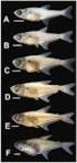 DESENVOLVIMENTO EMBRIONÁRIO E LARVAL DE Colossoma macropomum, Piaractus brachypomus E DO HÍBRIDO TAMBATINGA