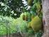 GRAFTING OF BREADFRUIT IN RELATION TO ROOTSTOCKS AGE