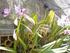 Longevidade de hastes florais de Oncidium baueri mantidas em soluções conservantes