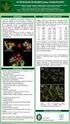 Indução e identificação de tetraplóides em Dendrobium nobile Lindl. (Orchidaceae) 1