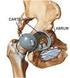 A Anatomia do quadril