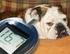 Terapia insulínica e Manejo nutricional de cães diabé6cos