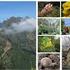 Recuperação e conservação de espécies e habitats no Maciço Montanhoso Central da Madeira