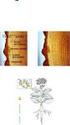Dimensões anatômicas da madeira de Tectona grandis Linn. em função do espaçamento e da posição radial do tronco