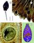Formas larvais de Trematoda provenientes de gastrópodes límnicos da microrregião Rio de Janeiro, sudeste do Brasil