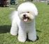 BICHON FRISÉ CONFEDERAÇÃO BRASILEIRA DE CINOFILIA. GRUPO 9 Padrão FCI N o /05/1998. Padrão Oficial da Raça BICHON À POIL FRISÉ