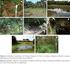Anurofauna da floresta de restinga do Parque Estadual da Ilha do Cardoso, Sudeste do Brasil: composição de espécies e uso de sítios reprodutivos
