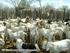 Mercado e comercialização na ovinocultura de corte no Brasil