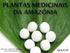 Análise fitoquímica dos extratos hidroalcoólico da entrecasca e da folha de Pseudobombax marginatum (St. Hill) Rob.