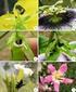 Biologia floral e comportamento de polinizadores de Tococa guianensis Aubl. (Melastomataceae)