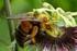 CRIAÇÃO DE ABELHAS MAMANGAVAS (Xylocopa spp.) PARA POLINIZAÇÃO DO MARACUJÁ AMARELO (Passiflora edulis f. flavicarpa)