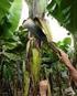 Utilização de Folhas da Bananeira no Controle de Nematódeos Gastrintestinais de Ovinos na Região Semiárida