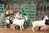 Produção e comercialização integrada de produtos caprinos e ovinos com denominação de origem: uma experiência de Portugal