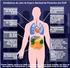 Órgãos e Células do Sistema Imune
