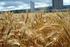 Desenvolvimento e produtividade de trigo em função do redutor de crescimento trinexapac-ethyl no Oeste do Paraná