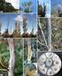DE CLONES DE Eucalyptus sp. THE ACCURACY OF METHODS FOR ESTIMATING COMMERCIAL VOLUME OF Eucalyptus sp. CLONE WOOD