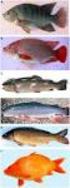Morphometrics, fillet yield and fillet composition in Nile tilapia, Oreochromis niloticus, strains thai chitralada, Brazil local and their hybrid