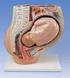 Bacia obstétrica e Relação útero-fetal