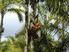 As doenças de pupunheira (Bactris gasipaes) na Amazônia e medidas de controle