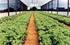 Uso do composto orgânica no cultivo da Alface americana. Use of organic compost in the cultivation of lettuce