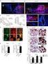 Experimental study of Núcleo C.M.P in nervous regeneration