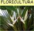 Ornamentais. Floricultura e Plantas. Prof. Dr. Paulo Hercílio Viegas Rodrigues