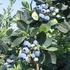 IN VITRO ESTABLISHMENT OF BLUEBERRY TREES STARTING FROM NODAL SEGMENTS