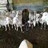 Reprodução de vacas de corte em lactação e solteiras submetidas à indução/sincronização de estro