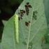 Eficiência de inseticidas no controle de Chrysodeixis includens (Lepidoptera: Noctuidae) na cultura da soja
