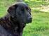 O Cão de Castro Laboreiro é uma raça de cão portuguesa de grande tamanho. Originário da freguesia de Castro Laboreiro, Melgaço, é um cão lupóide de