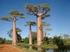 O Baobá. é a árvore da vida, e tem em si a mais profunda mensagem de sustentabilidade e prosperidade.