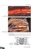 Reparação microcirúrgica de nervo facial de ratos Wistar por meio de sutura Parte 1