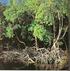 Comunidade de Pequenos Mamíferos de Paisagens Nativas e Pastagens Cultivadas no Pantanal da Nhecolândia 1