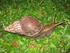 A Newly Introduced and Invasive Land Slug in Brazil: Meghimatium pictum (Gastropoda, Philomycidae) from China
