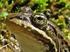Amphibians of Vitória, an urban area in south-eastern Brazil: first approximation