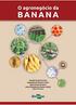 O agronegócio da banana