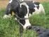 Efeito da idade da vaca sobre o peso ao nascimento e peso à desmama de bovinos da raça Aberdeen Angus