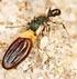 Colônia Evolucionária de Formigas: Uma Proposta Inicial Aplicada ao Problema do Caixeiro Viajante