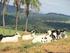 CATÁLOGO DE ANIMAIS. 4º Virtual Fazenda São Luiz da Boa Sorte. Lote : 1 Vendedor: Fazenda Boa Sorte Quantidade Animais: 3