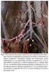 Ramos colaterais viscerais da artéria aorta abdominal em Myocastor coypus (nutria)