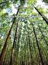 Potencial energético e econômico. das florestas plantadas de Eucalyptus. Prof. Weber Amaral, PhD