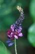 089-Papilionoideae (Leguminosae) com potencial medicinal em remanescentes de chaco em Porto Murtinho, MS, Brasil