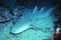 SHARK-TAG: Migrações e utilização de habitat do tubarão martelo-liso no Oceano Atlântico. (Relatório de Progresso nº2)