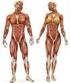 Estudo do Sistema Musculo-Esquelético