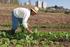 Agricultura Urbana Orgânica na Argentina Uma estratégia de desenvolvimento local para os mais pobres