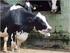 Efeitos do Stress Térmico em Vacas Leiteiras