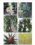 Levantamento das espécies de Araceae ocorrentes no Morro do Convento da Penha, município de Vila Velha ES, Brasil